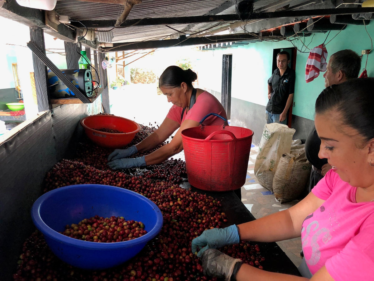 La Violeta, Colombia